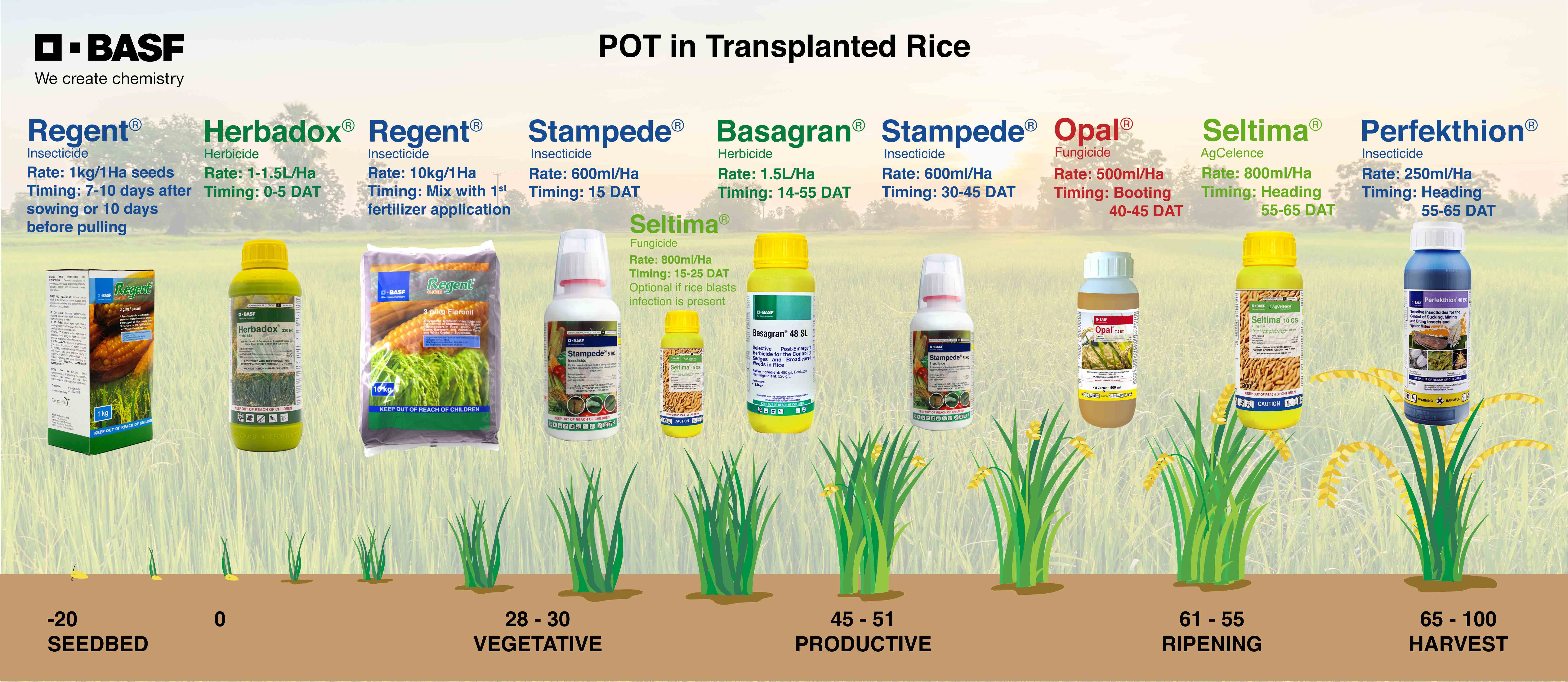 BASF-POT_Transplanted-Rice
