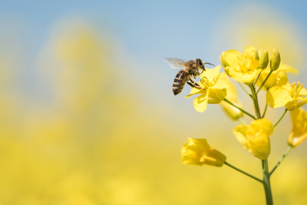 BASF Stewardship Pollinator Protection eLearning module