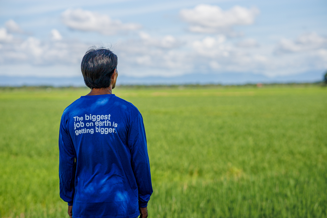 Farmer in rice field