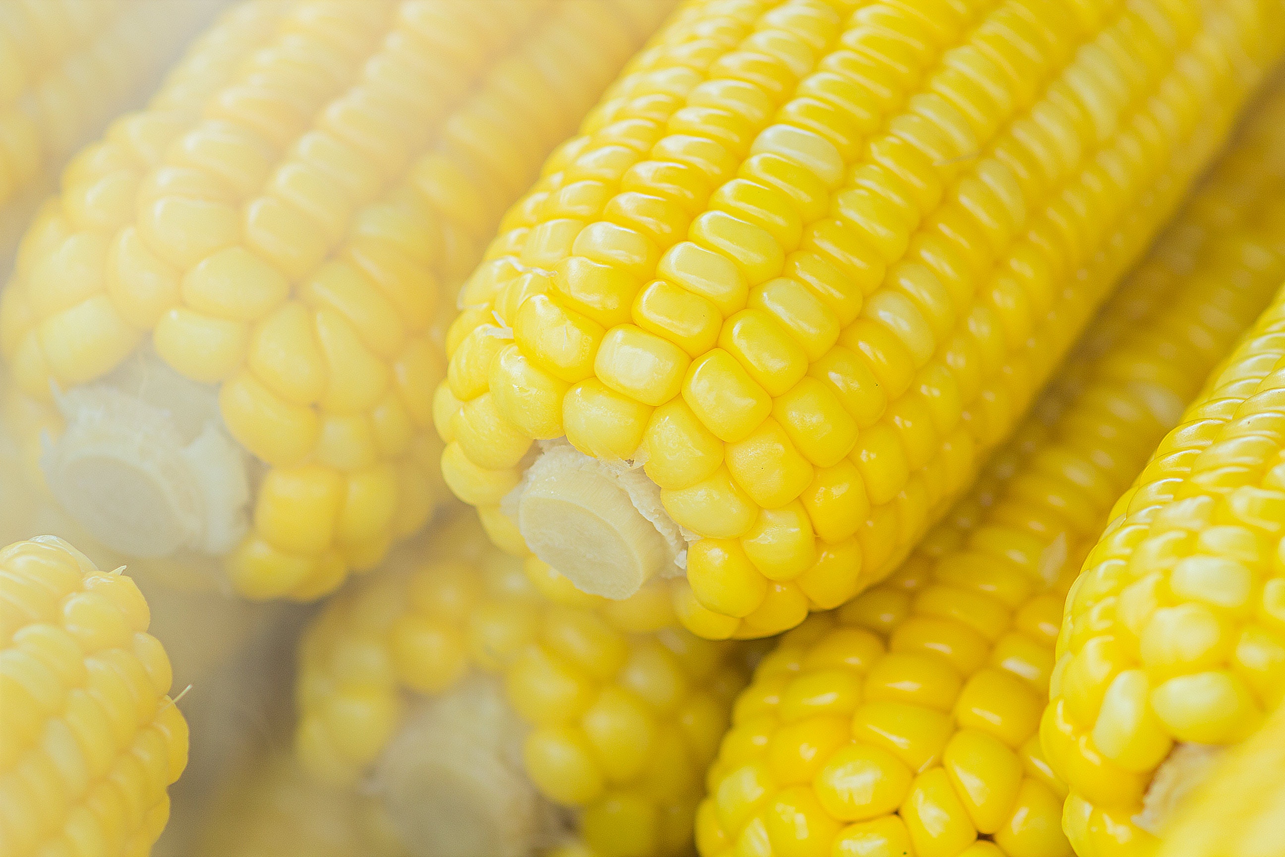 Corn Photo