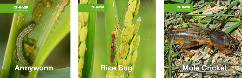 Common Pests and Insects