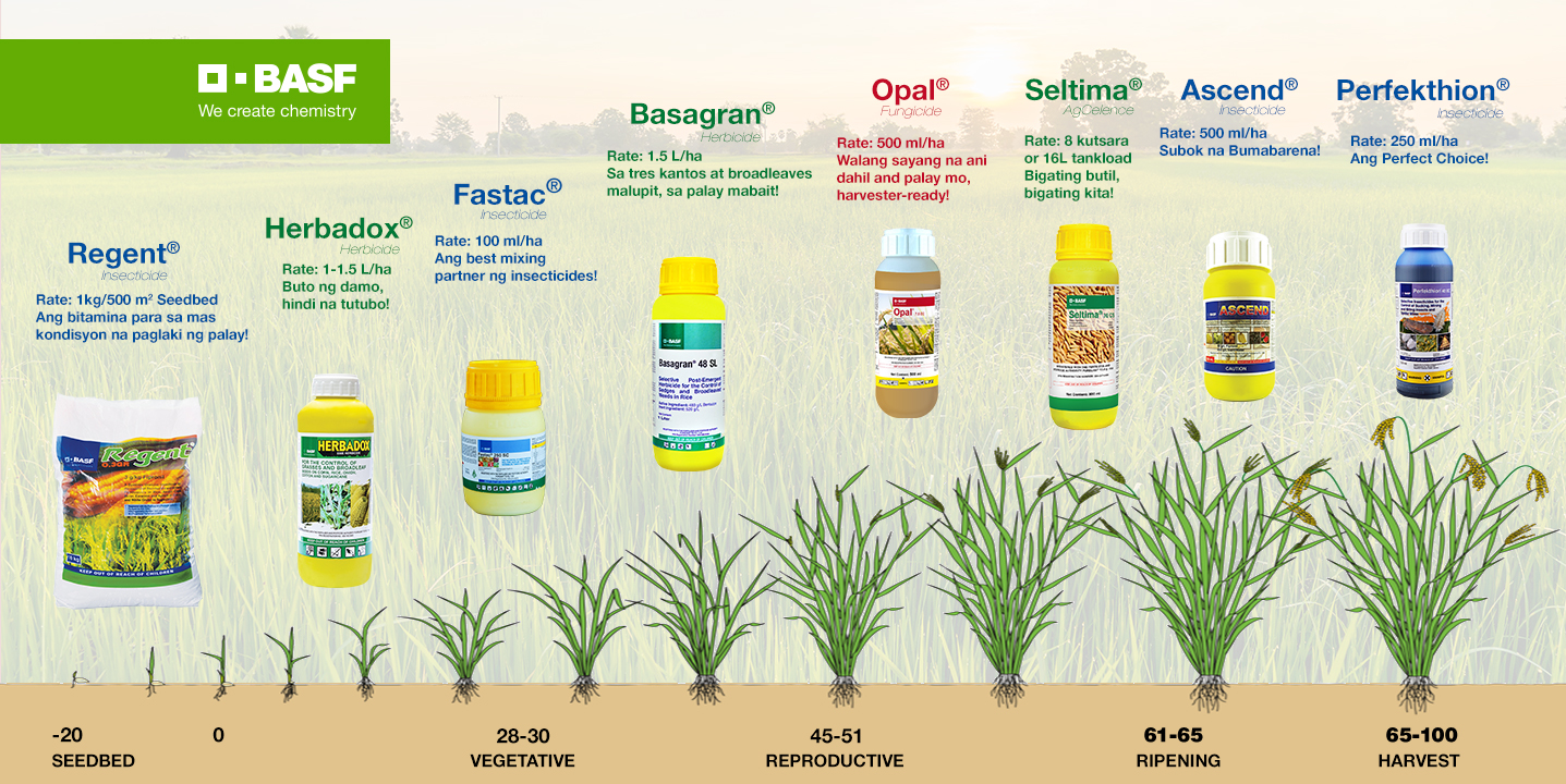 Seltima® Fungicide for Rice | BASF Crop Protection Philippines