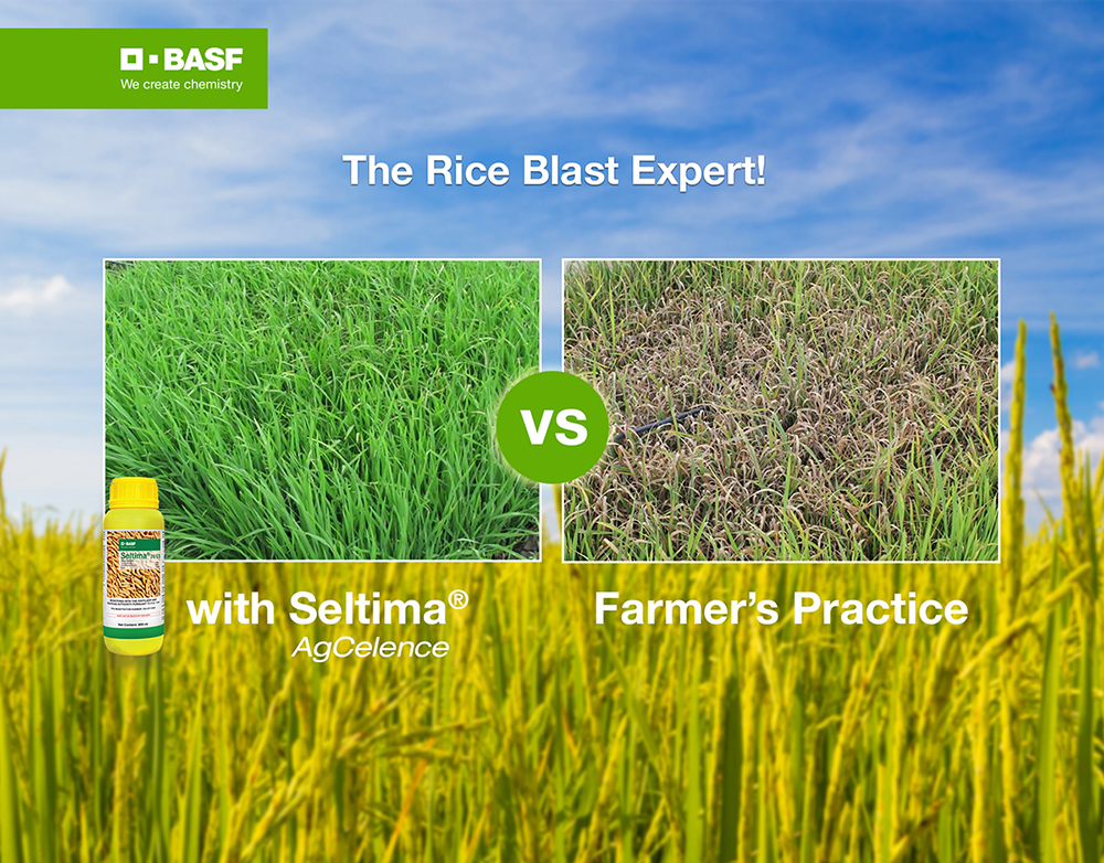 Basf for rice blast
