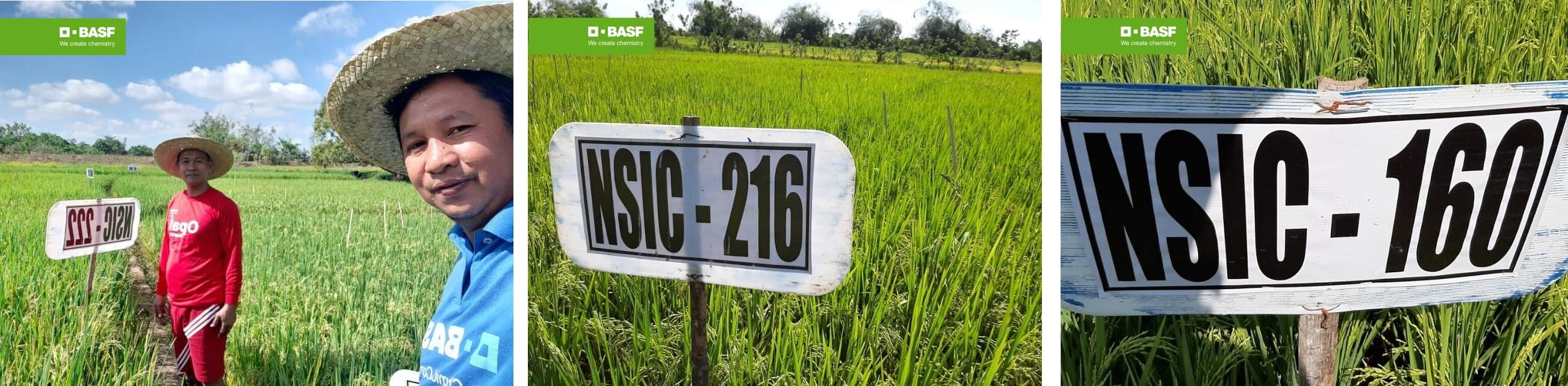 Rice Varieties